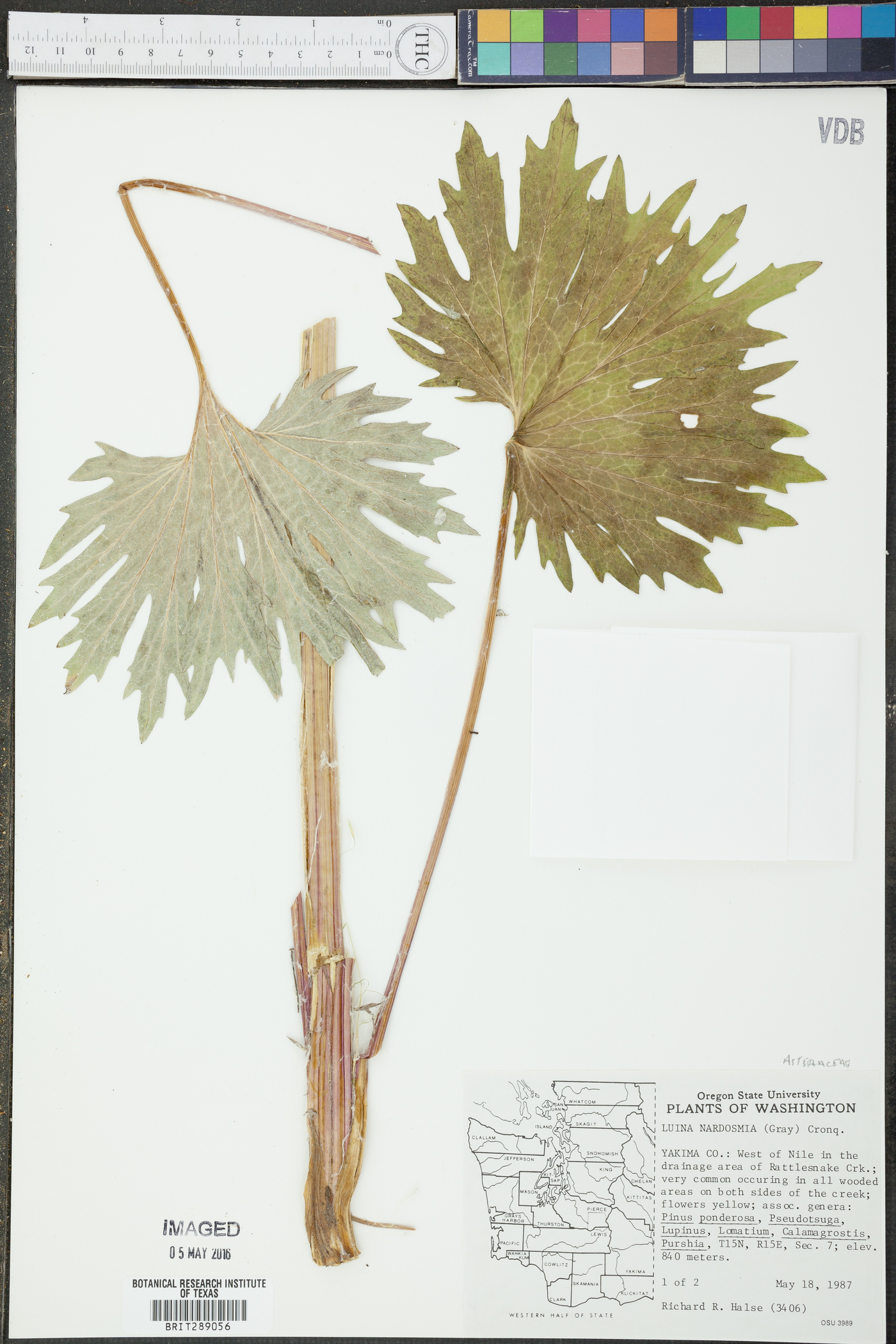 Cacaliopsis nardosmia image