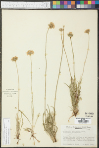 Marshallia caespitosa image