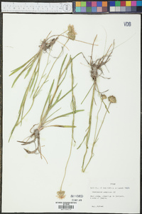 Marshallia caespitosa image