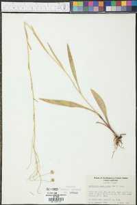 Marshallia graminifolia image