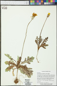 Pyrrhopappus grandiflorus image