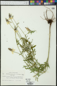 Ratibida columnifera image