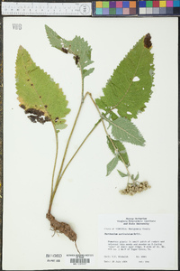 Parthenium auriculatum image