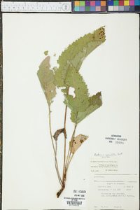 Parthenium auriculatum image