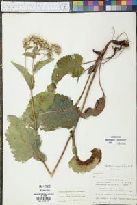 Parthenium auriculatum image