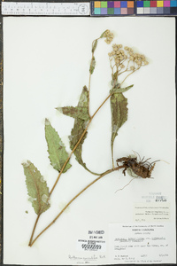 Parthenium auriculatum image