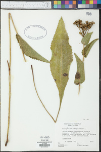 Parthenium integrifolium image