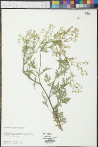 Parthenium hysterophorus image