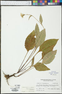 Parthenium integrifolium image