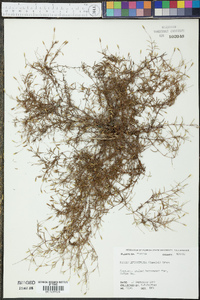 Pectis leptocephala image