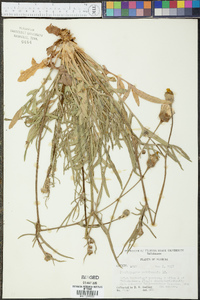 Pyrrhopappus pauciflorus image