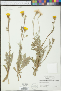 Pyrrhopappus pauciflorus image