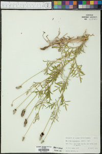 Ratibida columnifera image