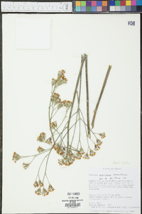 Image of Psacalium eriocarpum