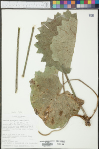 Psacalium eriocarpum image