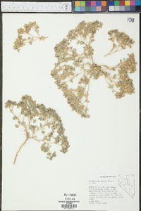 Psathyrotes annua image