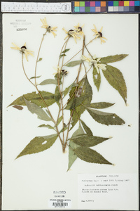 Rudbeckia subtomentosa image