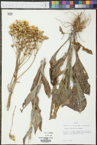 Senecio ampullaceus image