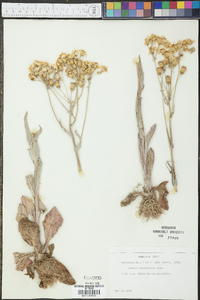 Senecio ampullaceus image