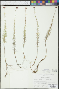 Sclerolepis uniflora image