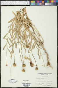 Asperula pulchella image