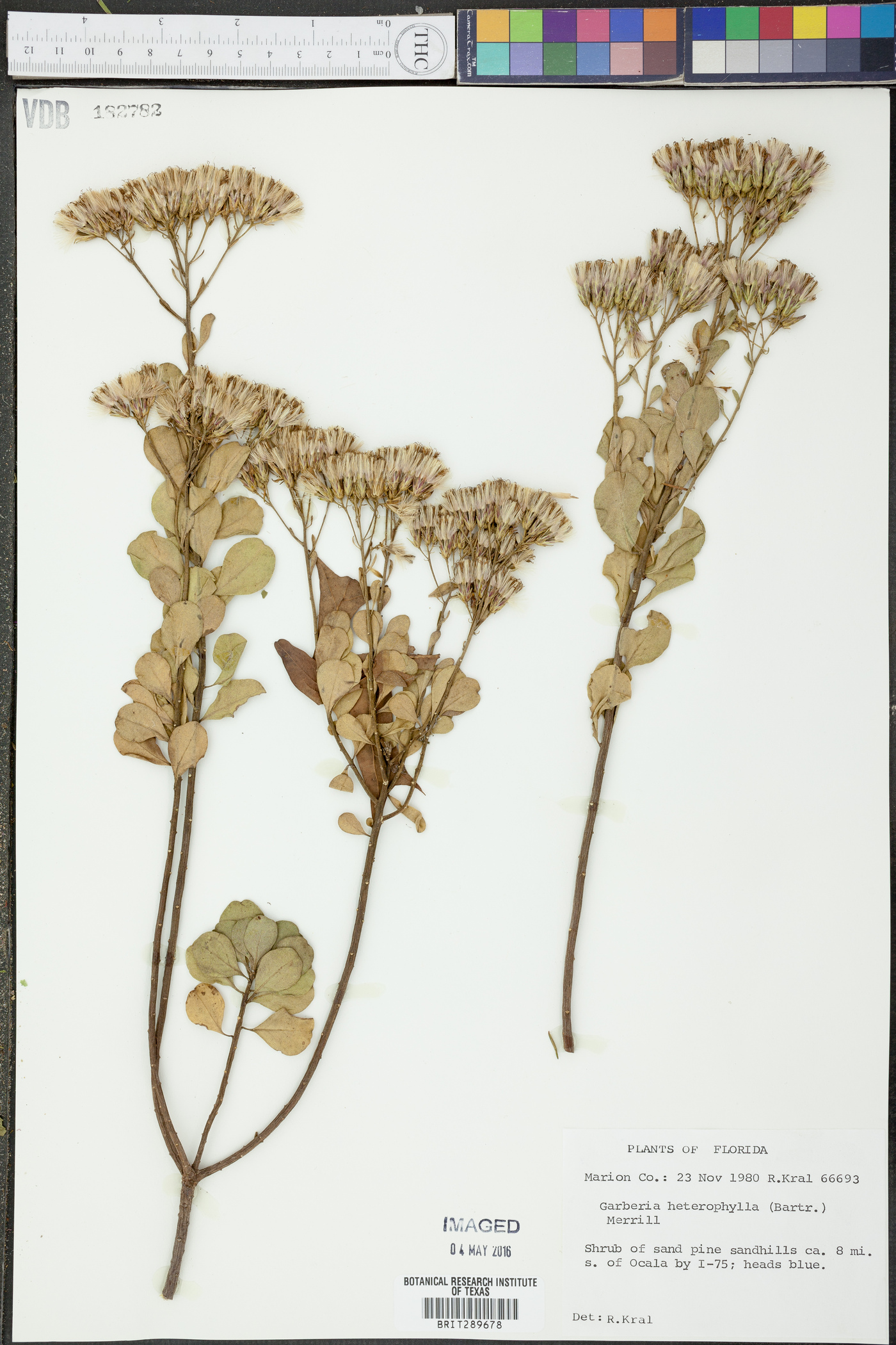 Garberia heterophylla image