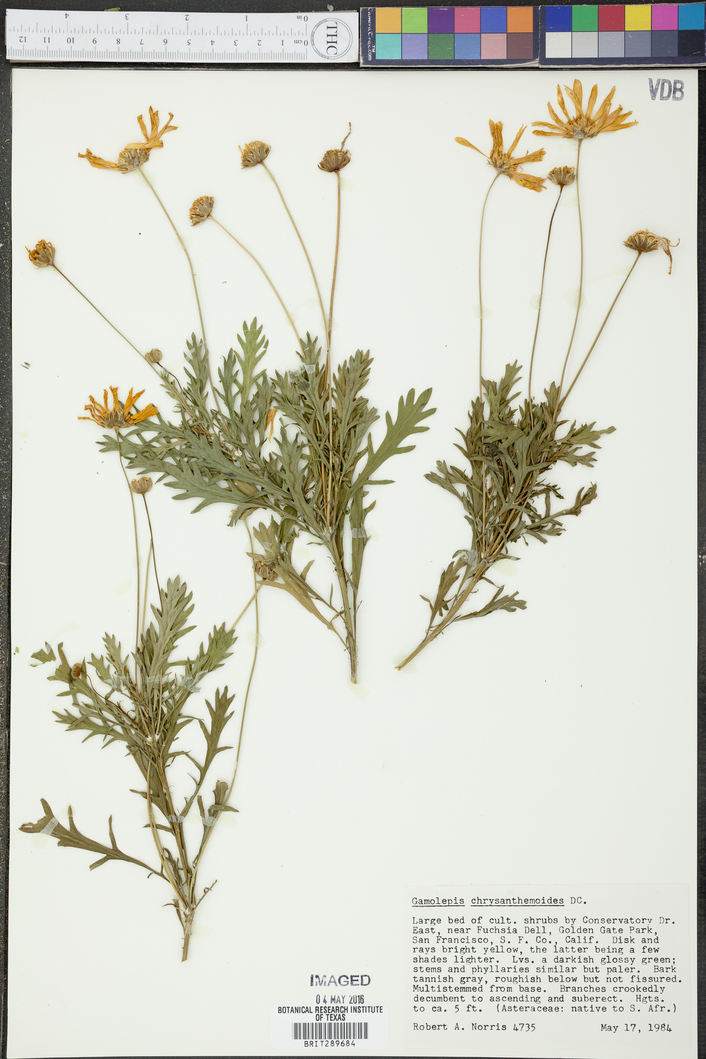 Euryops chrysanthemoides image