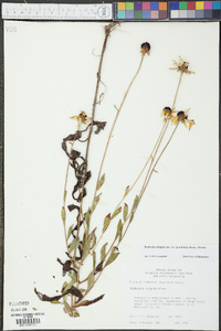 Rudbeckia fulgida image