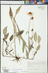 Rudbeckia tenax image
