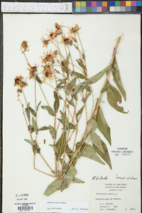 Rudbeckia fulgida image