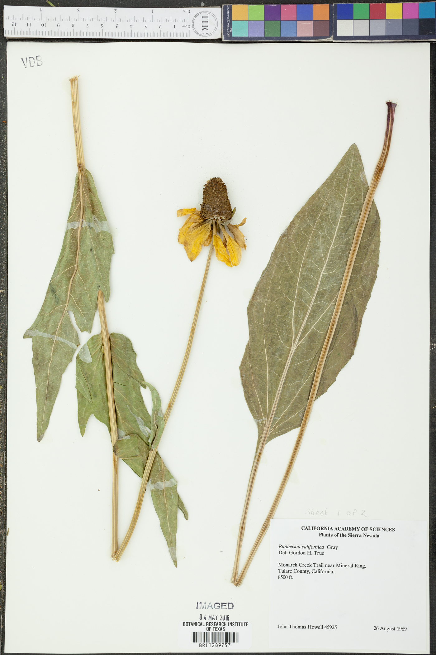 Rudbeckia californica image