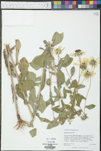 Rudbeckia mollis image