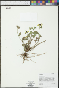 Rudbeckia mollis image