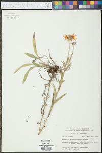 Rudbeckia missouriensis image