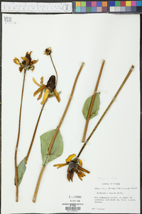 Rudbeckia maxima image