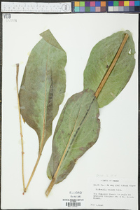 Rudbeckia maxima image