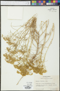 Sartwellia flaveriae image