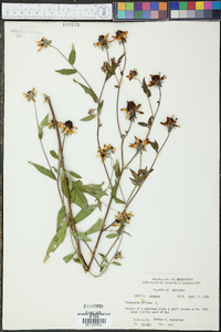 Rudbeckia triloba image