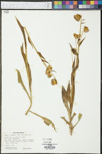 Senecio bigelovii image