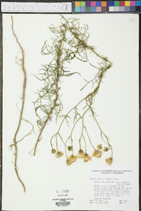 Senecio flaccidus var. monoensis image