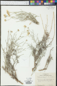 Senecio flaccidus image