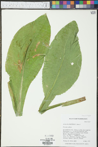 Senecio foetidus image