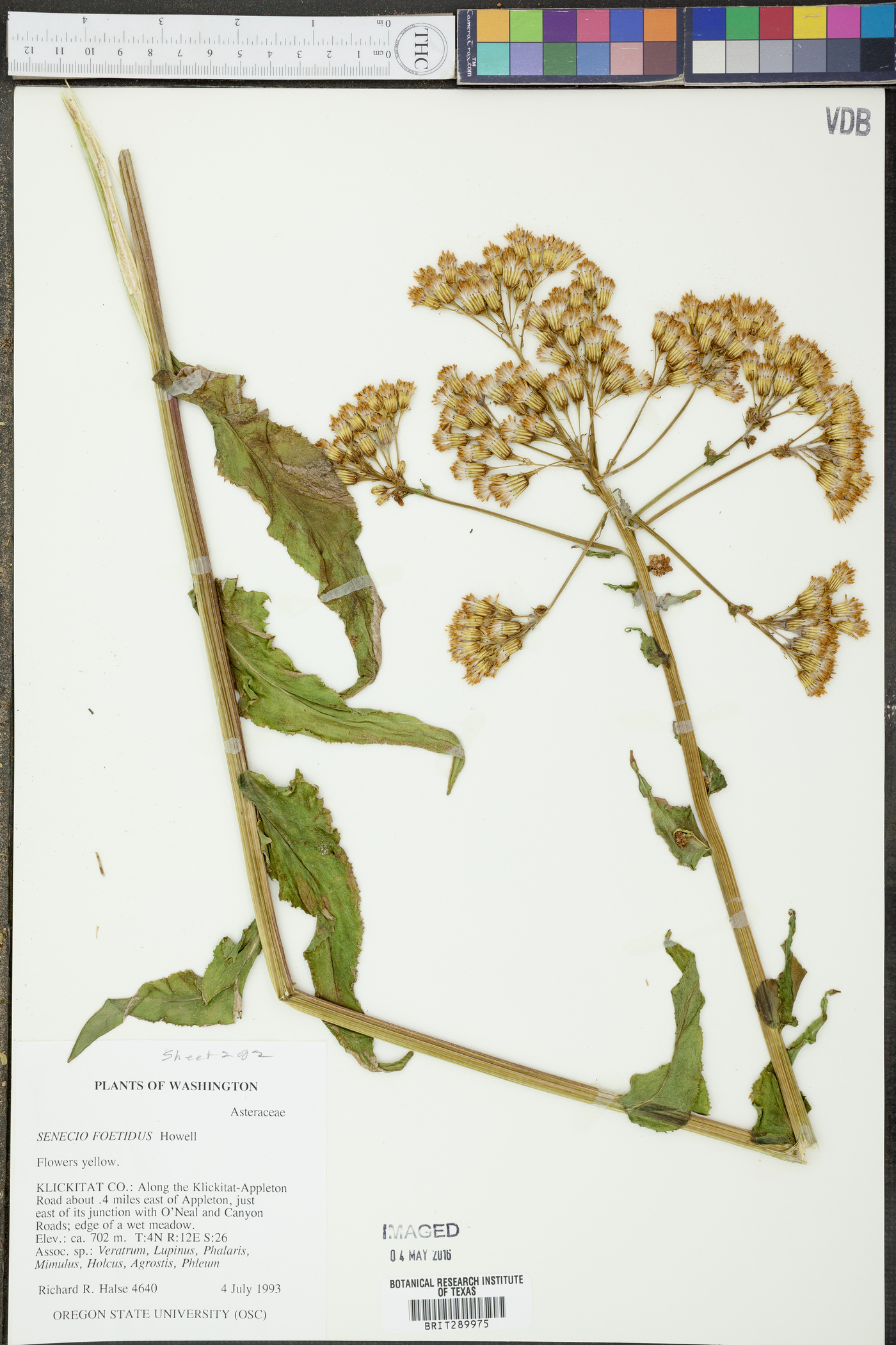 Senecio foetidus image