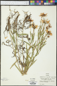 Rudbeckia missouriensis image