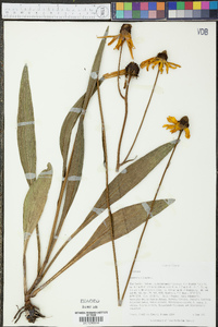 Rudbeckia nitida image