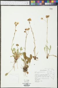 Packera streptanthifolia image