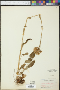 Senecio robbinsii image