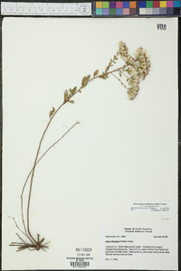 Sericocarpus tortifolius image