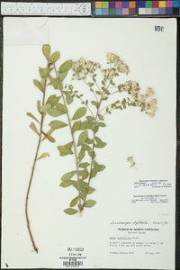 Sericocarpus tortifolius image