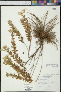 Sericocarpus tortifolius image